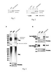 HYBRID PROTEIN FOR THE IDENTIFICATION OF NEDDYLATED SUBSTRATES