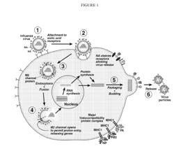 Influenza virus mutants and uses therefor