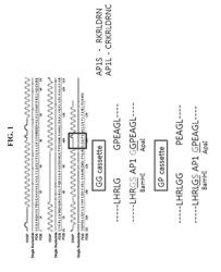 Human ferritin-derived fusion polypeptide