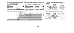 VIRUS-LIKE PARTICLE COMPOSITIONS AND VACCINES AGAINST EPSTEIN-BARR VIRUS INFECTION AND DISEASE