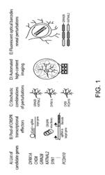 ENCODING OF DNA VECTOR IDENTITY VIA ITERATIVE HYBRIDIZATION DETECTION OF A BARCODE TRANSCRIPT