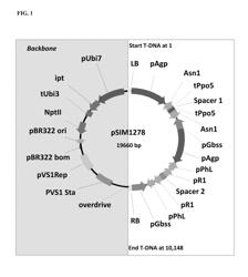 Potato cultivar X17