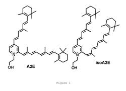 Octahydrocyclopentapyrroles, their preparation and use