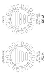 High titer recombinant influenza viruses for vaccines