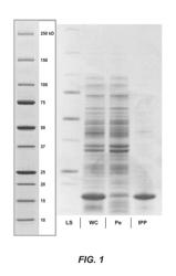 Method for the production of polypeptides in the periplasm of prokaryotic cells