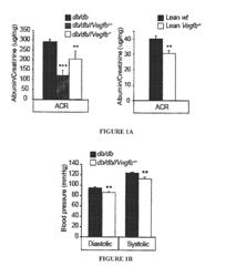 METHOD OF TREATING NEPHROPATHY