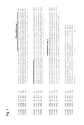 Antibodies specific for claudin 6 (CLDN6)