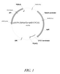 Regulatory elements from labyrinthulomycetes microorganisms