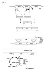 Method for detecting bacteriolytic conditions in a sample