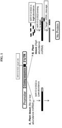 Modulation of Transgene Expression in Plants