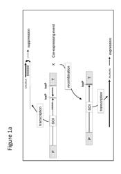 RECOMBINANT DNA CONSTRUCTS EMPLOYING SITE-SPECIFIC RECOMBINATION