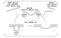 NUCLEIC ACID DETECTION METHOD, NUCLEIC ACID QUANTITATIVE DETERMINATION METHOD, NUCLEIC ACID BASE SEQUENCE IDENTIFICATION METHOD, NUCLEIC ACID MUTATION OR POLYMORPHISM IDENTIFICATION METHOD, NUCLEIC ACID DETECTION KIT, AND REACTION CHIP