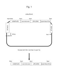 Urokinase-type plasminogen activator transgenic mouse