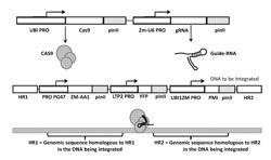 METHODS AND COMPOSITIONS FOR ACCELERATED TRAIT INTROGRESSION