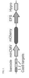 CELL SORTING