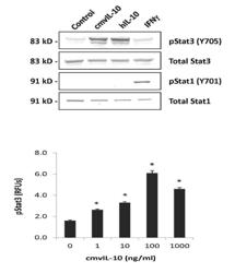 DETECTION OF HUMAN CYTOMEGALOVIRUS IN BREAST CANCER