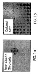 Multipotent adult stem cells and methods for isolation