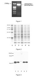 Group of glycosyltransferases and use thereof