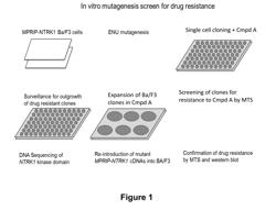 POINT MUTATIONS IN TRK INHIBITOR-RESISTANT CANCER AND METHODS RELATING TO THE SAME