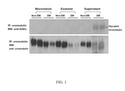 METHOD FOR SCREENING DIABETIC NEPHROPATHY IN A SUBJECT