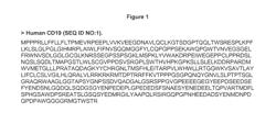 OPTIMIZED ANTIBODIES THAT TARGET CD19