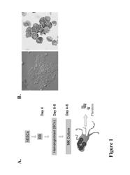 Large scale generation of functional megakaryocytes and platelets from human embryonic stem cells under stromal-free conditions