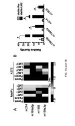 TREATMENT AND DIAGNOSIS OF MELANOMA