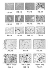 COMPOSITIONS, METHODS AND KITS FOR ELICITING AN IMMUNE RESPONSE