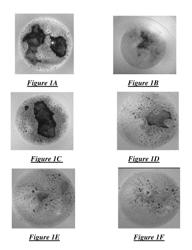 Method of forming an antifoam granule comprising a silicone polyether