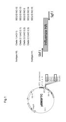 RECOMBINANT VACCINIA VIRUS HAVING HEMAGGLUTININ PROTEIN GENES DERIVED FROM NOVEL INFLUENZA VIRUSES