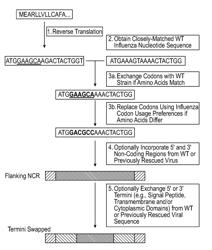 METHODS OF OPTIMIZING NUCLEOTIDE SEQUENCES ENCODING ENGINEERED INFLUENZA PROTEINS