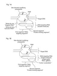 Methods and compositions for RNA-directed target DNA modification and for RNA-directed modulation of transcription