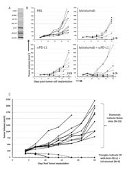 COMBINATION CANCER THERAPIES