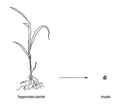 METHODS AND COMPOSITIONS FOR CULTIVATING PLANTS AND ARTIFICIAL PLANT SEEDS