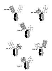 Bispecific Antigen-Binding Constructs Targeting HER2