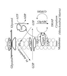 Engineering of multi-carbon substrate utilization pathways in methanotrophic bacteria