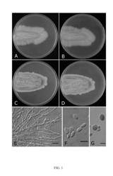 AUREOBASIDIUM PULLULANS, CULTURING MEDIUM AND METHOD FOR PRODUCING B-GLUCAN, A CULTURE OF AUREOBASIDIUM PULLULANS AND A COMPOSITION COMPRISING THE SAME