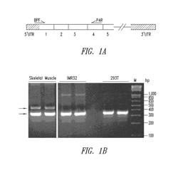 Compositions and methods comprising histidyl-trna synthetase splice variants having non-canonical biological activities