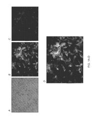 Deriving brown adipose tissue cells