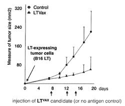 THERAPEUTIC VACCINE FOR TREATING OR PREVENTING MERKEL CELL POLYOMA VIRUS-ASSOCIATED TUMORS