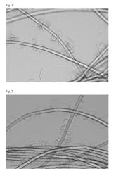 Method for the production of polysaccharide fibers with an increased fibrillation tendency