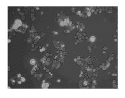 COMPOSITIONS AND METHODS FOR DETECTING CANCER CELLS IN A TISSUE SAMPLE