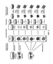 Extracellular matrix derived from stem cells and methods for production