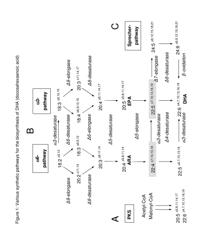 Method for producing polyunsaturated fatty acids in transgenic plants