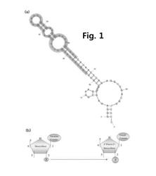 Slide chip for detection sensor of food-borne pathogens and preparation method thereof