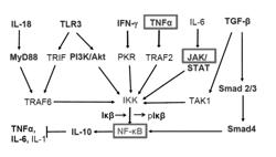 Use of short chain fatty acids for the treatment and prevention of diseases and disorders