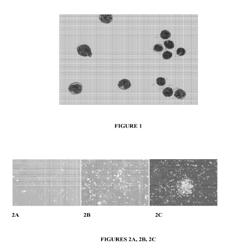 BONE MARROW DERIVED CD271 PRECURSOR CELLS FOR CARDIAC REPAIR