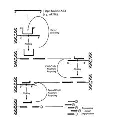 NUCLEIC ACID DETECTION METHOD