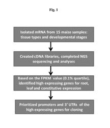 Zea mays regulatory elements and uses thereof