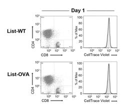 TRANSINFECTED LYMPHOCYTES FOR ANTI-TUMOR THERAPY